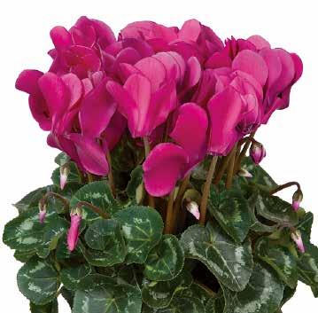425860 Super-Serie Allure Dark Violet F1 425870