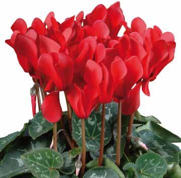 F1 CYCLAMEN Silverbladig medelstor cyklamen med
