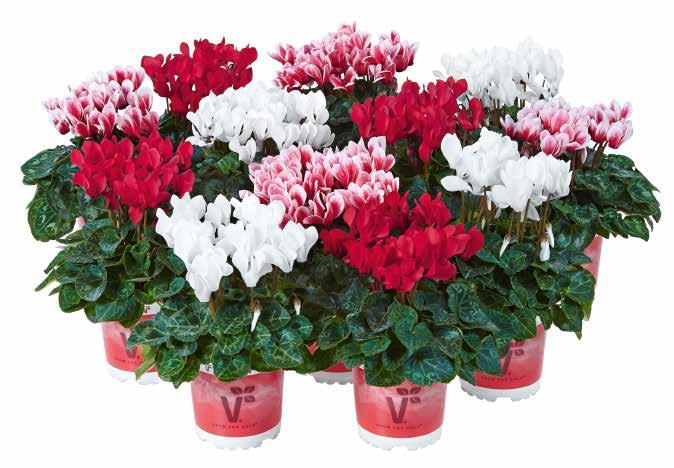 CYCLAMEN 76 Minisortiment Angelwings Mini F1 Tilldragande blandning i harmoniska blomfärger Kompakt, stabil växtstruktur Enhetlig i tillväxt och tidighet