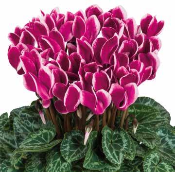 426554 Minero Compact Bicolor Magenta