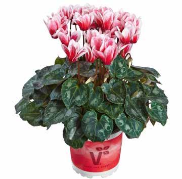 426710 Minero Special Bicolor Velvet F1