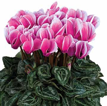 tilltalande Fantasia-blommor för odling