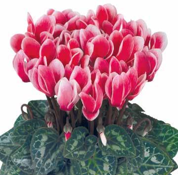 Höstastrar Euphorbia & Gerbera Cyclamen
