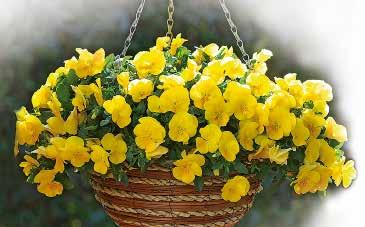 blomning Storblommig Carneval Special F1 Attraktiva specialfärger med avvikande tillväxtoch blomningsegenskaper Multiflora Lubega F1