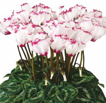 CYCLAMEN Minisortiment Metis Victoria F1 Blommor med vågig, rosa kant Glada och