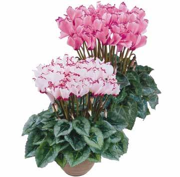 Victoria Vit med kant 426250 Deco Mix FÖRBÄTTRAD Vit och ljusrosa med kant,
