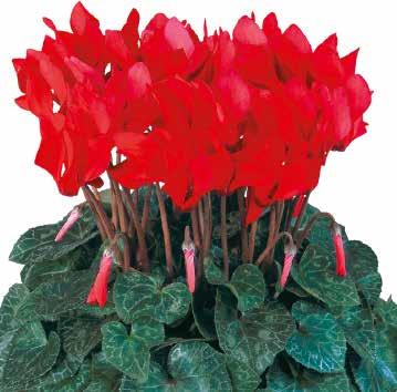 Metis Bright Red Compact F1 426230 Metis Victoria F1 426300 Metis Silverleaf Mix F1