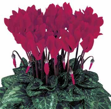 färger Fast, något kraftigare tillväxt Mycket bra växthållbarhet 426105 Bright Red