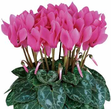 Glänsande fuchsia 426135 Pure White Klarvit 426250 Metis Victoria Deco Mix F1