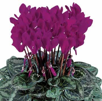 426140 Metis Purple F1 426146 Metis
