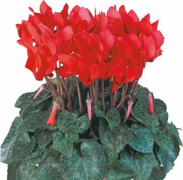 F1 79 Metis Pom Pom Mix F1 CYCLAMEN