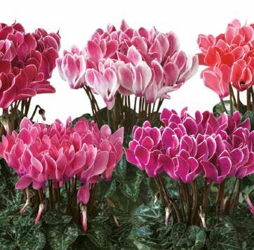 blomfärger Jämn tillväxt och tidighet