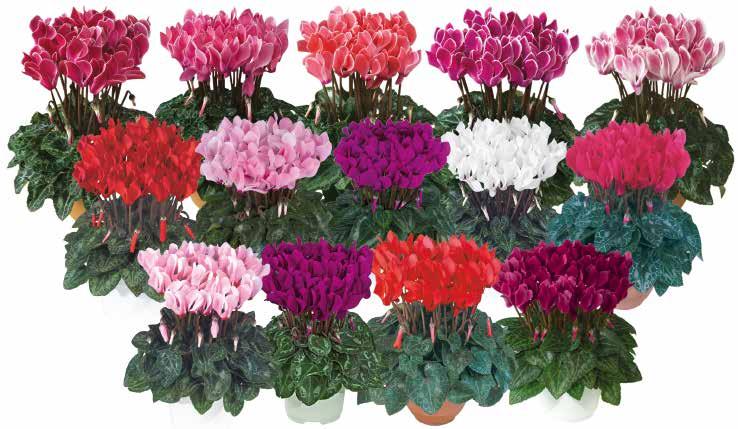 Euphorbia & Gerbera Cyclamen Bienner