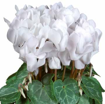CYCLAMEN 80 Minisortiment Super-Serie Compact F1 Mycket enhetlig
