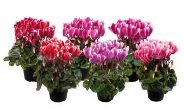 minisort med tvåfärgade blommor Attraktivt komplement till Super-Serie