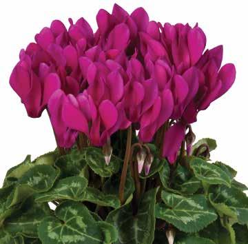-serien med vitkantade blommor God frilandslämplighet 426835 Dark Violet