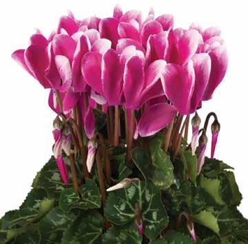 Höstastrar Euphorbia & Gerbera Cyclamen Bienner