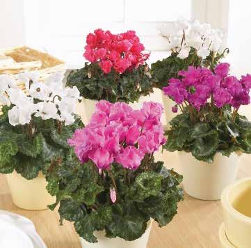 CYCLAMEN 82 Minisortiment Franja Mix F1 Minicyklamen med fransade blommor