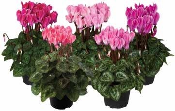 Super-Serie Verano Garden Mix F1 Super-Serie