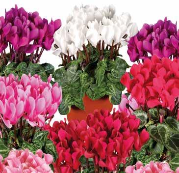med vitkantade blommor Tilltalande