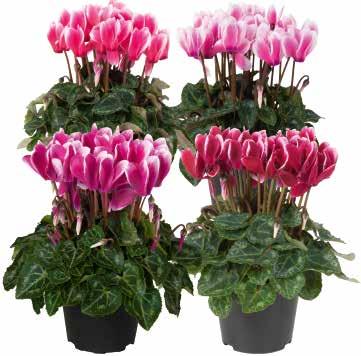 Super-Serie Compact Mycket homogen och rund