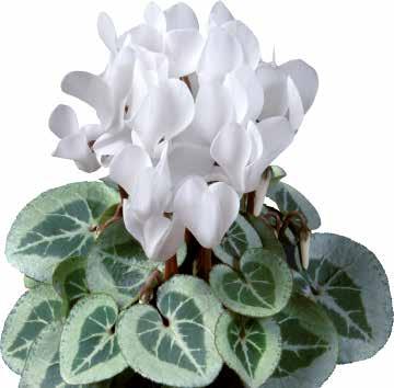 128 CYCLAMEN 427875 Super-Serie Da Vinci Neon