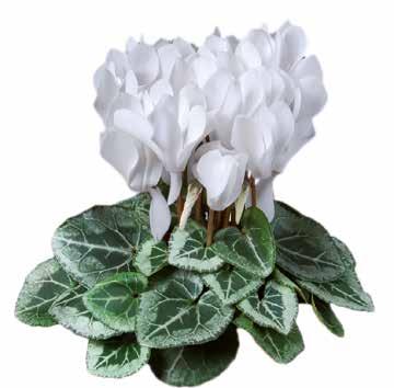 CYCLAMEN 84 Minisortiment Super-Serie Picasso F1 Silverbladig