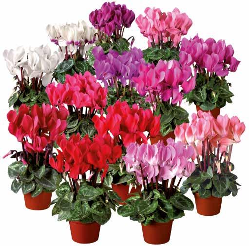 Perfekt för odling i 6 cm kruka Rikligt blommande, kompakt