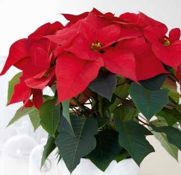 442710 Christmas Cracker 442530 Christmas Day 442490