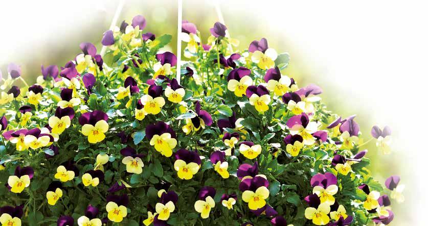 Speciella sorter Tasty Mix F1 Ätbar pensé med mild, aromatisk smak Viola x cornuta