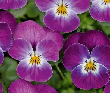 28-35 40-45 28-35 40-45 34-37 40-45 Vårblomning 28-35 38-42** Twix Power F1 Kraftigt