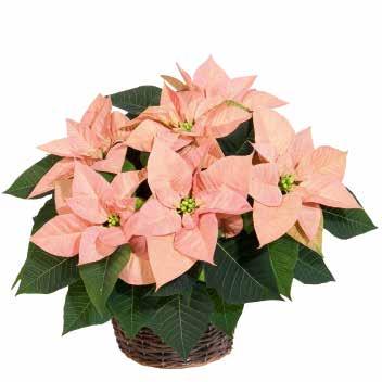 EUPHORBIA 88 8 veckors reaktionstid Christmas Beauty Mellanstora, lysande röda braktéer ovanför mörkgröna blad V-formad förgrening och mycket