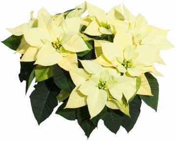 Cinnamon Rosa, kanelfärger 442610 Pink Rosa 442615 Queen Aprikosrosa 442620 Lime Gräddgul 84 84 84 84 84 442620 Christmas Beauty Lime