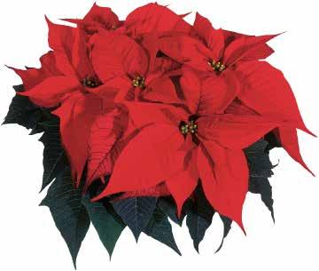 EUPHORBIA 8 veckors reaktionstid Happy Christmas Medelstarkt växande, perfekt för tidig odlingsstart Mycket mörka blad som stödjer braktéeffekten Lysande