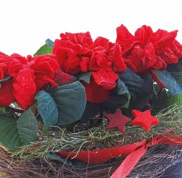 mycket torktålig hos konsumenten För profilering som innovativ återförsäljare 442935 Winter Rose Early Red Röd 84 442780 Happy Christmas Röd 84 442780 Happy