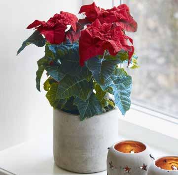 Rosa 442845 Red Röd 442850 White Gräddvit 442840 Q-ismas Crunch Pink 442845