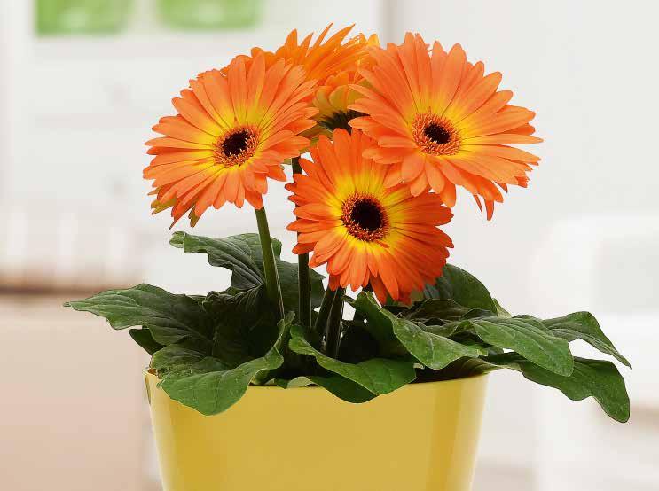 beståndet Kompakta, välfyllda växter med fasta blomstjälkar God hållbarhet hos