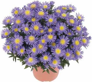 ASTER 92 Aster novi-belgii Oktoberaster Sort Almira 9-12/15-23* 7-14