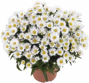 växter/kruka Almira Höstblommande krukaster med blomning från slutet av