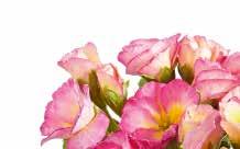 Girl's Delight Rose Shades Väl förgrenad, medelstark tillväxt för odling i 10-10,5 cm krukor Blomningsstart beroende på kruksättningsdatum från mitten av januari till mitten av februari Särskilt vid
