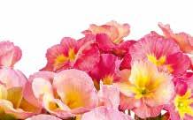 Girl's Delight Pink Shades Januari 2018 Februari 2018 Mars 2018 April 2018 Mo Di Mi Do Fr Sa So Mo Di Mi Do Fr Sa So Mo Di Mi Do Fr Sa So Mo Di Mi Do Fr Sa So 01 1 2 3 4 5 6 7 05 1 2 3 4 09 1 2 3 4