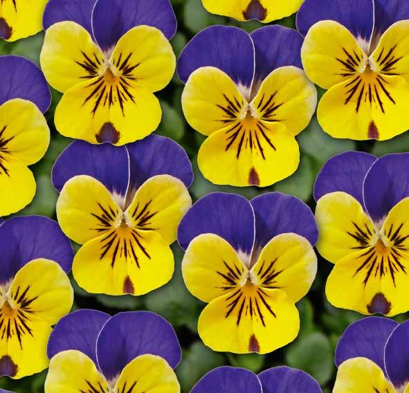 Viola 'Twix Yellow Blue Wing' F1 Cyclamen 'Metis Fantasia