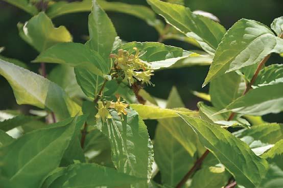 som vi tycker borde användas mer Lonicera involucrata Lycksele E Hippophae rhamnoides Hikul Lonicera involucrata Lycksele E, skärmtry Denna snygga, friska och härdiga buske vill vi se mycket mer av.