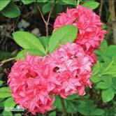 TRÄD OCH BUSKAR RHODODENDRON - - 'Homebush' trädgårdsazalea Zon 1-3.