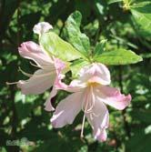 30-40 C 40-50 C 50-60 C - (Occi.) 'Irene Koster' occidentalis-azalea Zon 1-3.