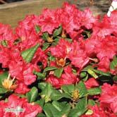 RHODODENDRON - RHUS TRÄD OCH BUSKAR Forrestii-Gruppen Korsningar med R. forrestii. Låga, täta, långsamväxande buskar.