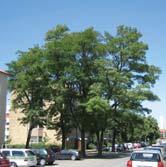 ROBINIA - ROSA TRÄD OCH BUSKAR ROBINIA - pseudoacacia robinia Zon 1-2. Höjd 15-20 m, bredd 10-15 m. Robinian har en oregelbunden kronbyggnad. Stambarken hos äldre träd är djupt sprickig.