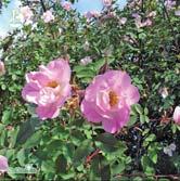 Friskt, tätt växande buskros med mycket effektfullt rödtonat, blådaggigt bladverk som får varma höstfärger. Riklig blomning i juni-juli. Blomman är halvdubbel, intensivt ljusrosa, 5-6 cm i diameter.