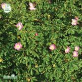 ROSA TRÄD OCH BUSKAR - - FK HOBURGEN E äppelros Zon 1-6. Höjd 3-4 m, bredd 3 m.