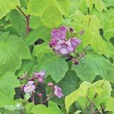 Purpurfärgade, doftande blommor på fjolårsveden i juni-augusti. Ätliga men smaklösa röda frukter. Skjuter rotskott. Anspråkslös och tålig. Solhalvskugga. Tvååriga skott tas bort.
